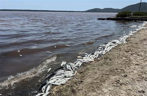 Strage Di Pesci Nella Laguna Di Orbetello Acqua Rosso Sangue E Quasi