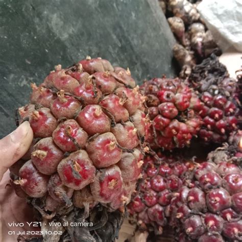 Jual BUAH HONJE COMRANG MERAH ASAM CIKALA HONJE LAKA SEGAR SIAP KIRIM