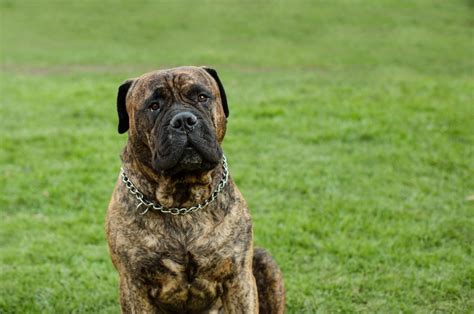 Top 9 English Mastiff Breeders In The U.S.