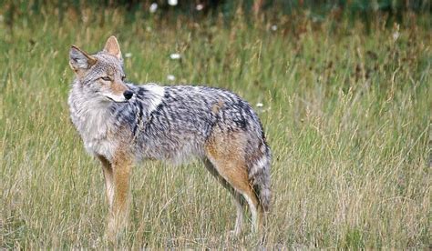 Eastern Coyote Diet Washington