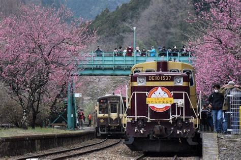 花桃華やか「写真映え！」 わたらせ渓谷鉄道 ／群馬 毎日新聞