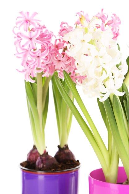 Premium Photo | Hyacinth flowers in pots isolated on white