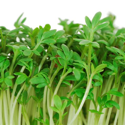 Cress Organic Sprouting Seeds Weston Seeds Ritchie Feed And Seed Inc