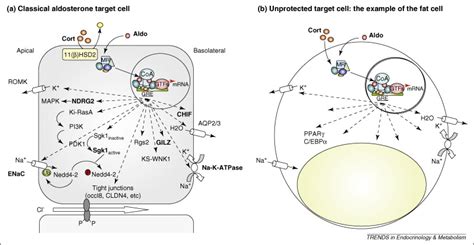 Mineralocorticoid Receptors In The Metabolic Syndrome Trends In