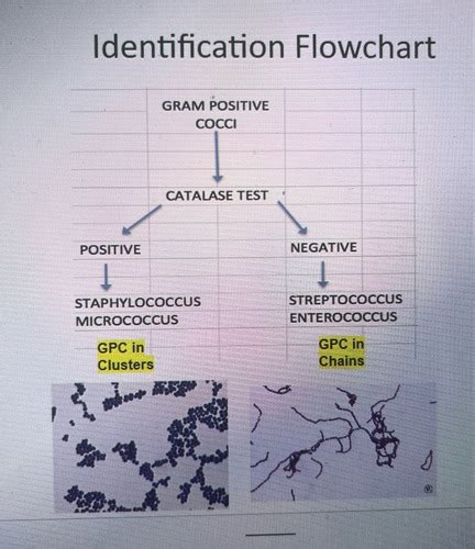 Microbiology Exam 2 Flashcards Quizlet