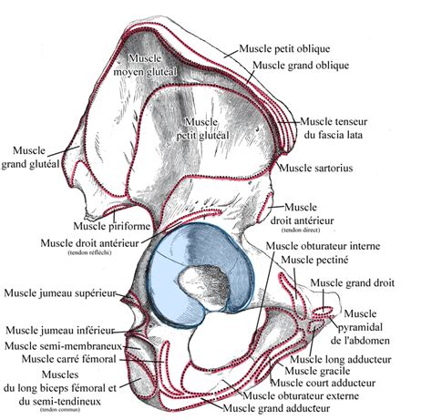 Os coxal Définition et Explications