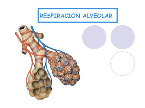 Respiracion Alveolar Ppt