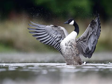 Canada Goose Migration A Complete Guide Birdfact