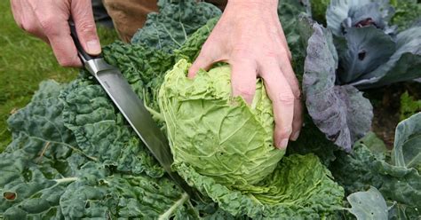 Kohl Ab Dem Fr Hjahr Vor Sch Dlingen Sch Tzen Garten Mindener Tageblatt