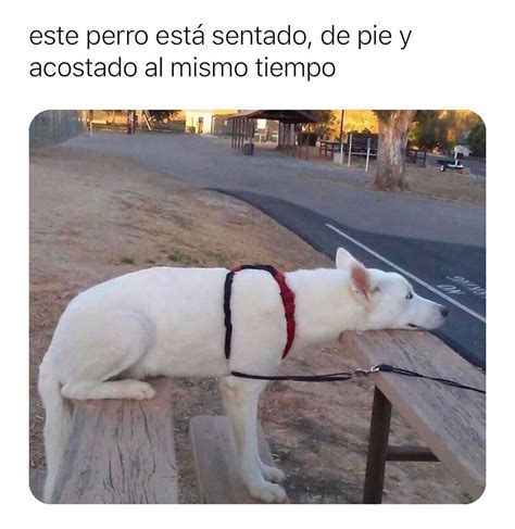 Este Perro Est Sentado De Pie Y Acostado Al Mismo Tiempo Memes