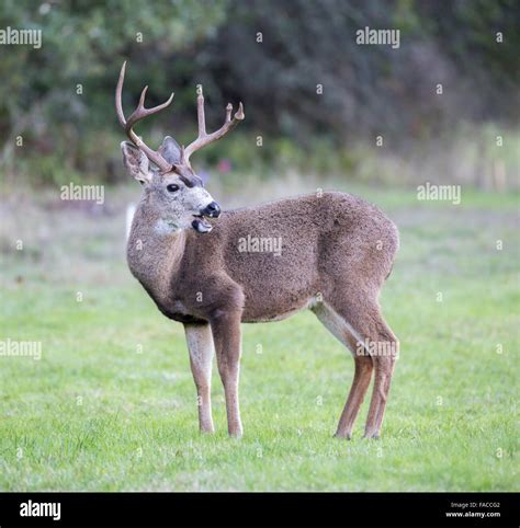 Blacktail Deer Antlers Stock Photos & Blacktail Deer Antlers Stock ...