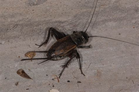 Champlain Islands' Nature: Field Cricket