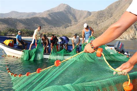 Plan de pesca proyecta la producción de 300 mil toneladas de pescado