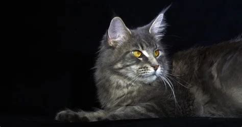 Blue Blotched Tabby Maine Coon Domestic Stock Video Pond