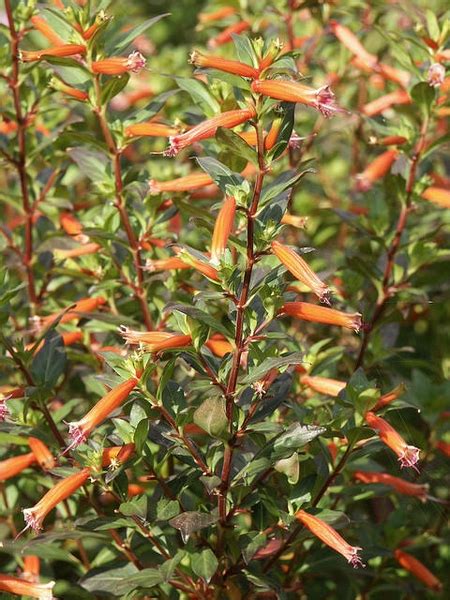 Cuphea Ignea Firecracker Plant Mexican Cigar Plant North Carolina