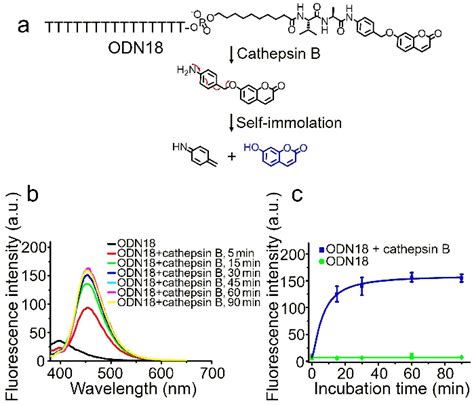 Cathepsin B Mediated Cleavage Of Odn A Cleavage Of Odn And