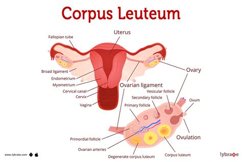 Corpus Luteum Cyst: Causes, Symptoms Treatment, 44% OFF