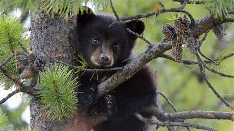 Wallpaper Black Bear On Tree Branch Background Download Free Image