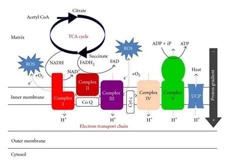 The Electron Transport Chain Etc Responsible For Atp And Ros Download Scientific Diagram