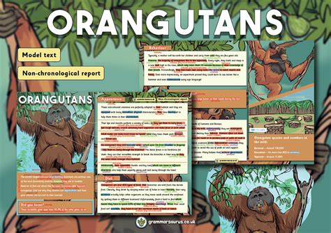 Year 5 Model Text Non Chronological Report Orangutans Grammarsaurus