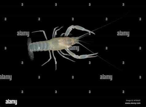 Blind cave crayfish hi-res stock photography and images - Alamy