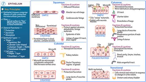 Epithelial Tissue Structure And Function