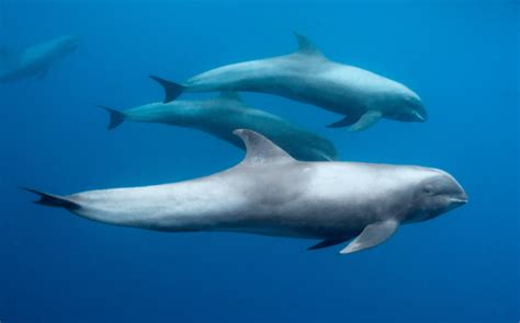 Types Of Dolphins Meet 27 River And Sea Dolphin Species W Pictures