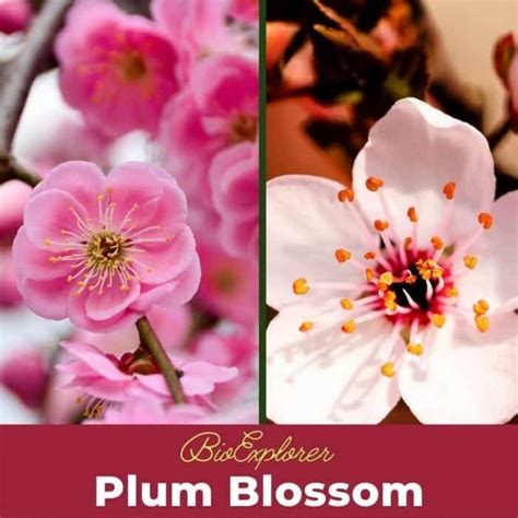 Plum Blossom | Prunus Mume | Japanese Apricot | BioExplorer