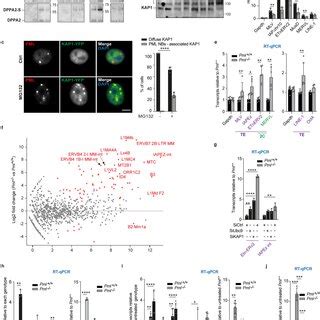 Sumoylation Activity Of PML NBs Subsequently Regulates Target Function