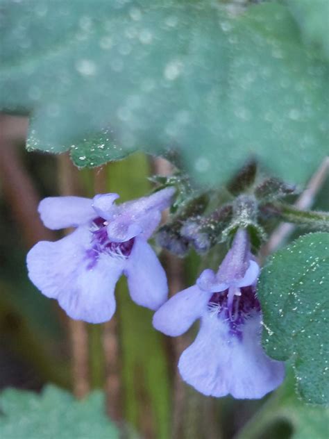 Gundermann Gundermann Glechoma Hederacea C Barbara Ode