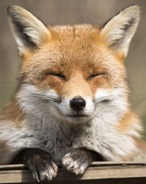 Roeselien Raimond S Fascinating Portraits Of Foxes Artofit