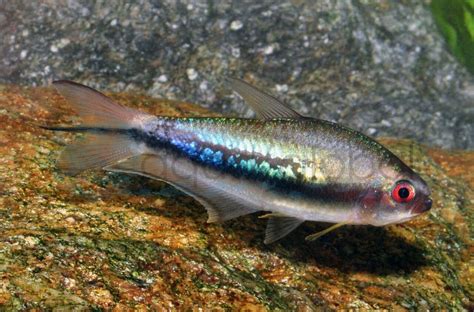 Regenbogen Kaisersalmler Nematobrycon lacortei Zierfischgroßhandel