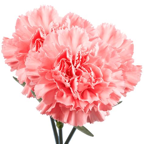 Pink Carnation Delivery At Phyllis Love Blog