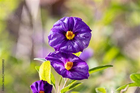 Foto De Lycianthes Rantonnetii The Blue Potato Bush Or Paraguay