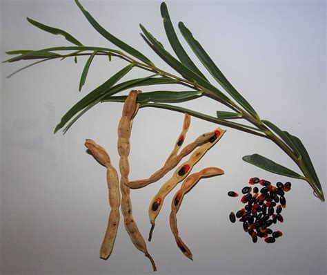 Acacia Ligulata — Mallee Conservation