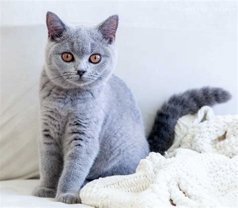 british blue cats price 3