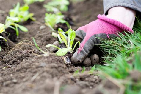 Cómo hacer un huerto urbano paso a paso Transformando el mundo