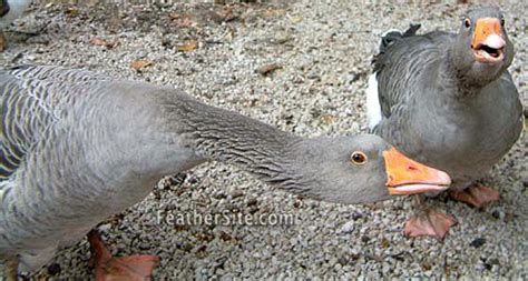 Toulouse Geese