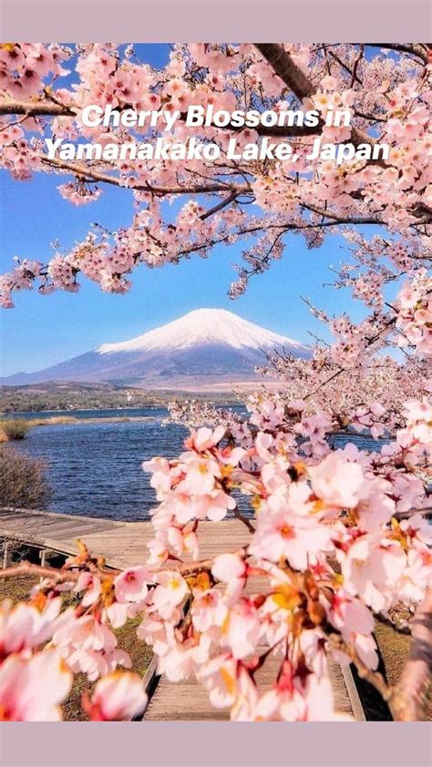 Cherry Blossoms in Yamanakako Lake, Japan | Phong cảnh, Núi phú sĩ ...