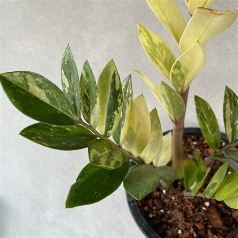 Zamioculcas Zamiifolia Variegated 5" from Thailand Priced from Only $34