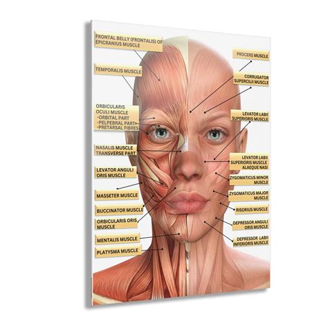 Facial Muscles Labeled 5