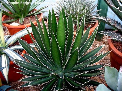 Agave Splendens Plantesdusud Tiendas De Plantas Plantas