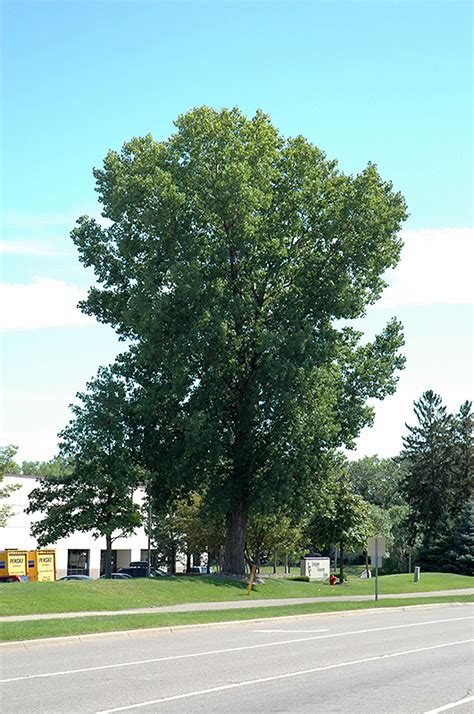 Siouxland Poplar Populus Deltoides Siouxland In Inver Grove Heights