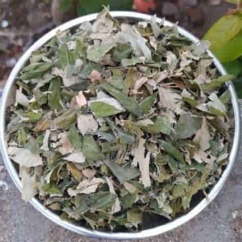 Daun Serbuk Bidara Sidr Ziziphus Mayritiana Mauritiana Dried Indian