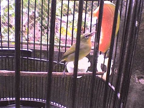 Cara Perawatan Burung Pleci Yang Baik Burung Pleci Ku