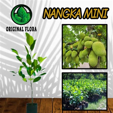 Jual Bibit Nangka Mini Super Orange Genjah Pendek Cepat Berbuah