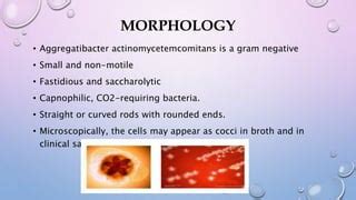 Aggregatibacter Actinomycetemcomitans | PPT