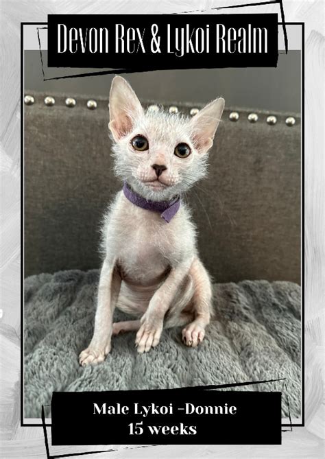 Lykoi Kittens | Cats & Kittens for Rehoming | Kamloops | Kijiji