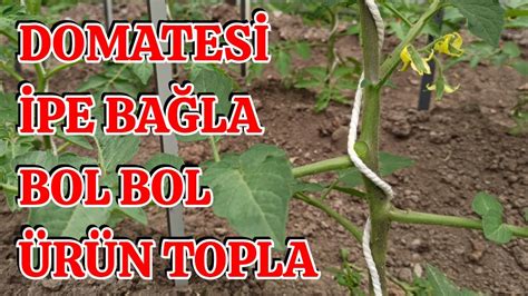 Buda İpe Al Bol Bol Domates Topla YouTube