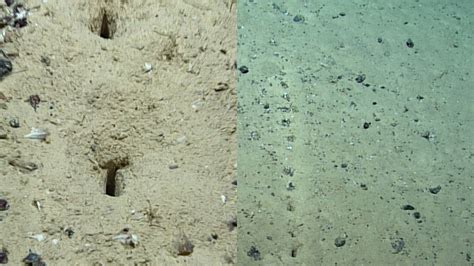 Scientists Found Mysterious Holes On Atlantic Seafloor And They Want To